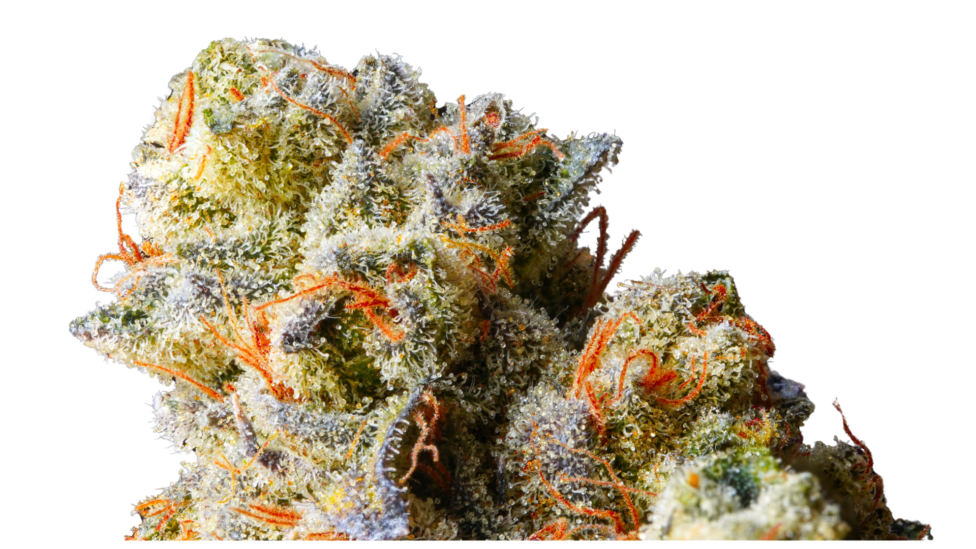 THCa Indoor Micros